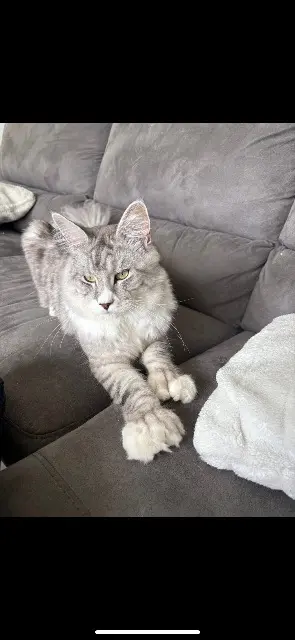 chat lost   17700 Saint-Mard Zuma