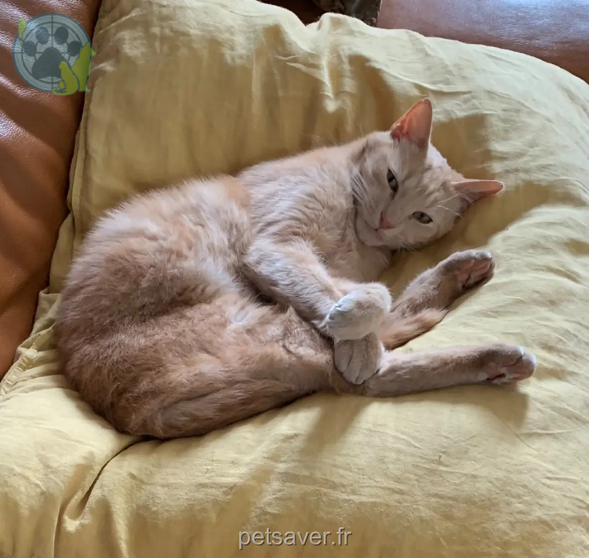 Chat Perdu 17 Charente-Maritime Chat Perdu 17 Charente-Maritime