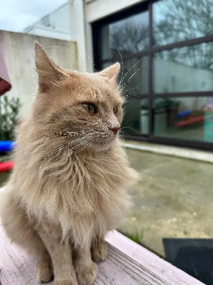 Chat Perdu 17 Charente-Maritime Chat Perdu 17 Charente-Maritime