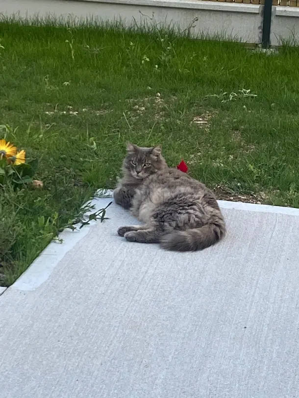 Chat Perdu 17 Charente-Maritime Chat Perdu 17 Charente-Maritime