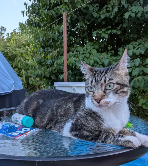 chat lost   18000 Bourges Aiko