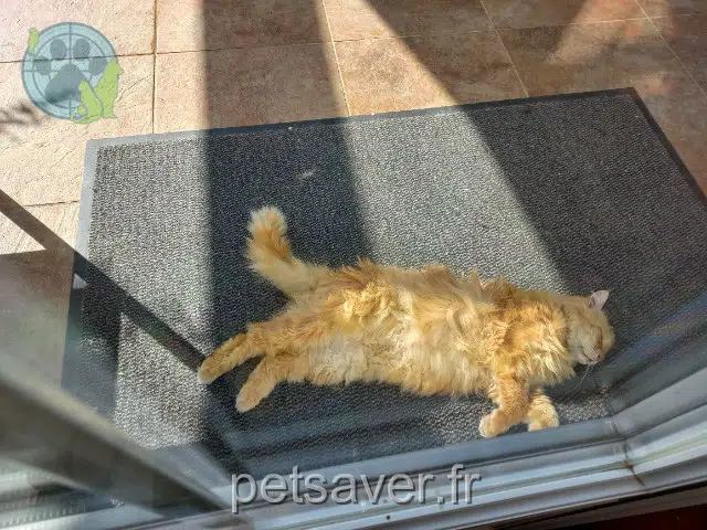 gato lost   18230 Saint-Doulchard Akuna