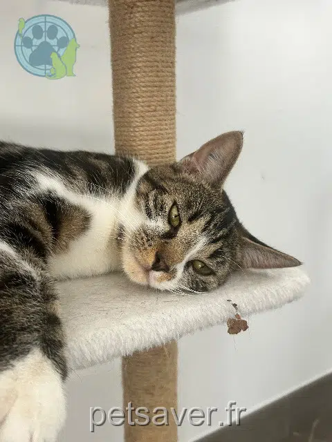 chat lost 18350 Nérondes Alpi