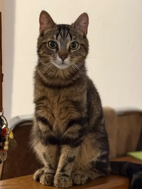 chat lost   18570 Trouy Anko