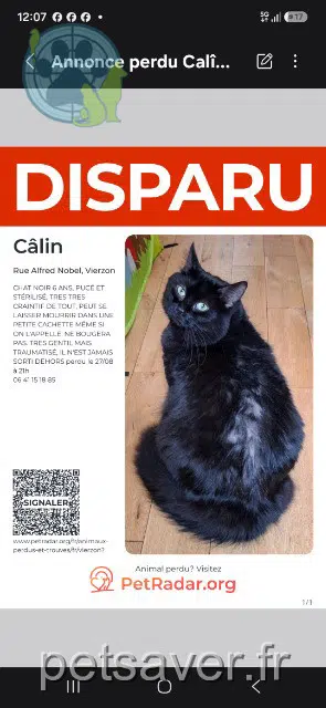 chat perdu 18100 Vierzon Calin chat lost 18100 Vierzon Calin