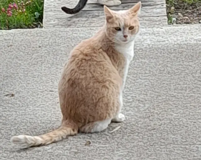 chat lost   18100 Vierzon Caramel