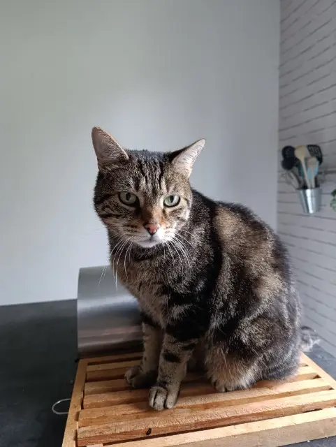 chat lost   18000 Bourges Chamallow