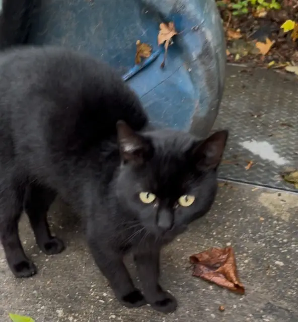 chat lost   18100 Vierzon Cirus