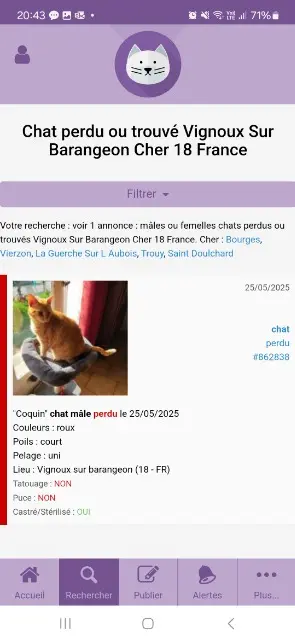 chat lost   18500 Vignoux-sur-Barangeon Coquin