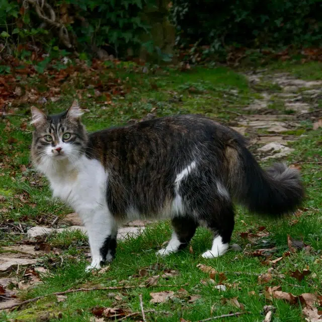 chat lost   18200 Saint-Amand-Montrond Didou