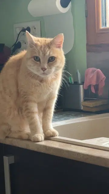 chat lost   18390 Saint-Germain-du-Puy Gribouille