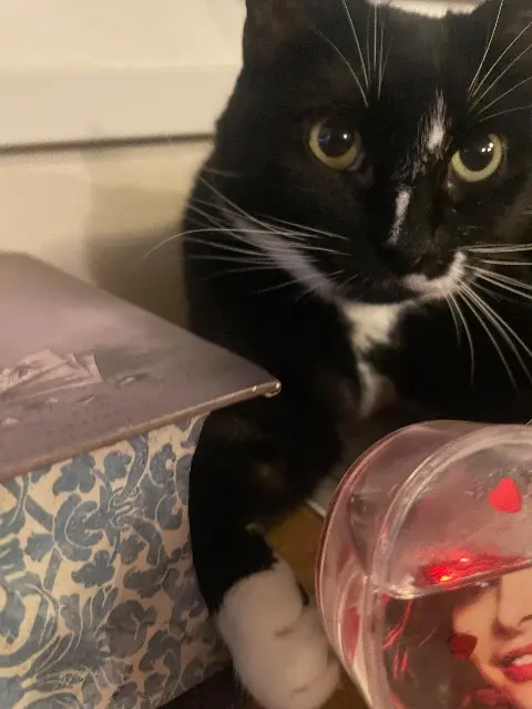 chat lost   18100 Vierzon Gribouille