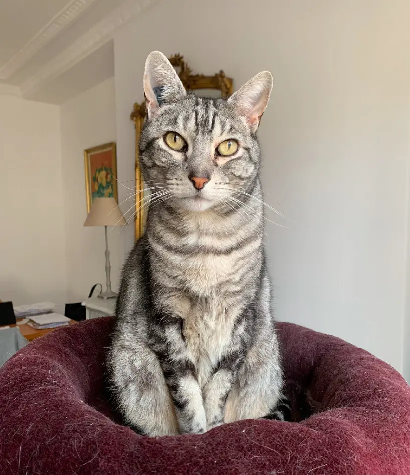 Chat Perdu 18 Cher - Hook Chat Perdu 18 Cher - Hook