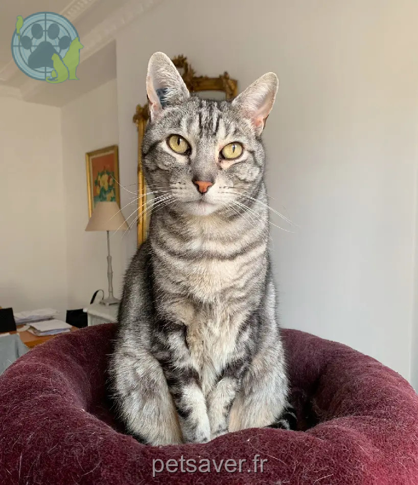 Chat Perdu 18 Cher - Hook Chat Perdu 18 Cher - Hook