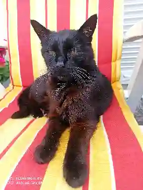 Chat Perdu 18 Cher - Indi Chat Perdu 18 Cher - Indi