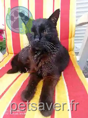 Chat Perdu 18 Cher - Indi Chat Perdu 18 Cher - Indi