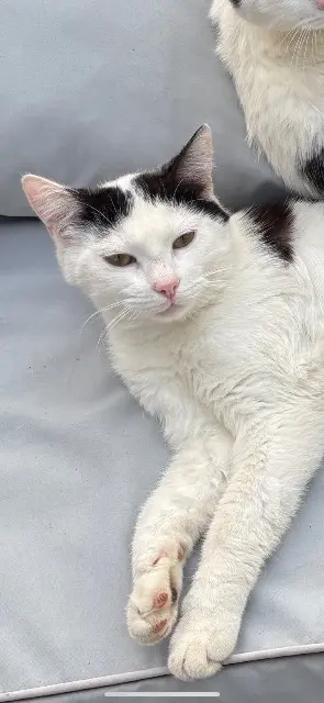 chat lost   18500 Foëcy Jack