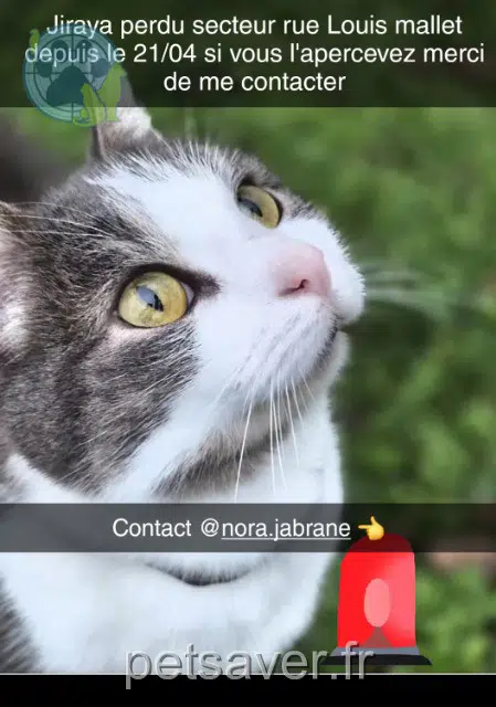 Kater vermisst 18000 Bourges Jiraya Kater lost 18000 Bourges Jiraya