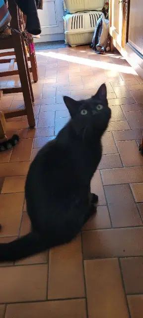 chat lost   18340 Levet Krokmou