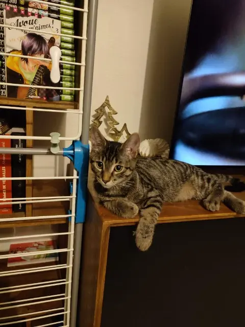 gato perdido 18330 Neuvy-sur-Barangeon Luke gato lost 18330 Neuvy-sur-Barangeon Luke