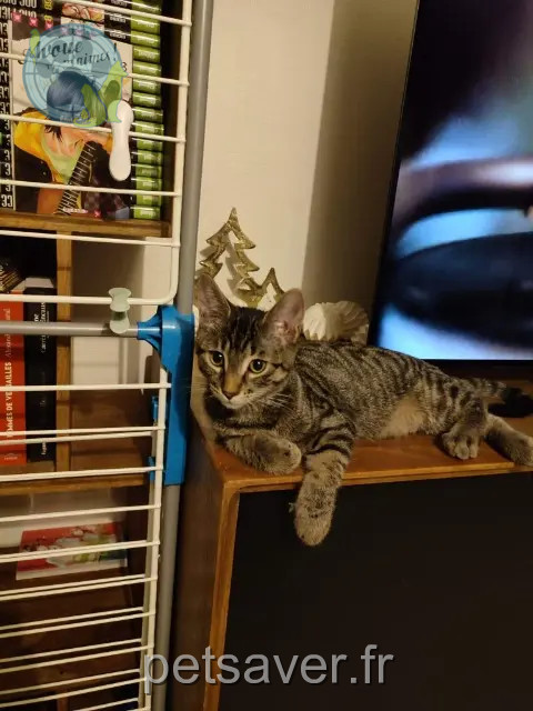 gato perdido 18330 Neuvy-sur-Barangeon Luke gato lost 18330 Neuvy-sur-Barangeon Luke