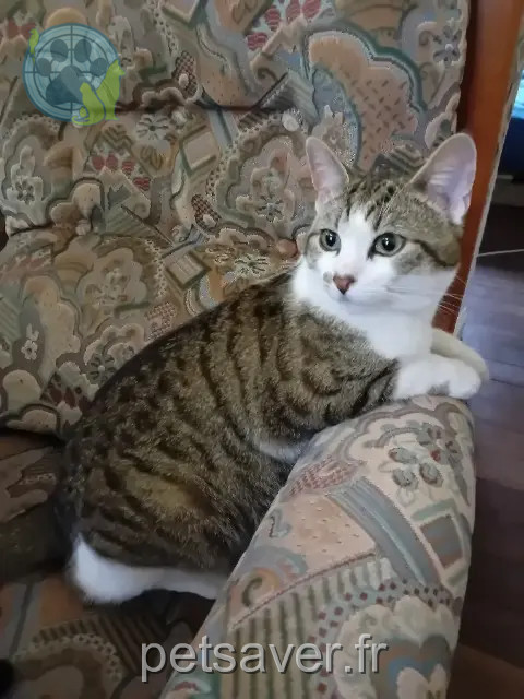 gato perdido 18000 Bourges Maloo gato lost 18000 Bourges Maloo