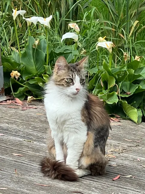chat lost   18100 Méry-sur-Cher Melow