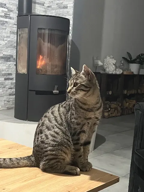 chat lost   18110 Saint-Georges-sur-Moulon Milo