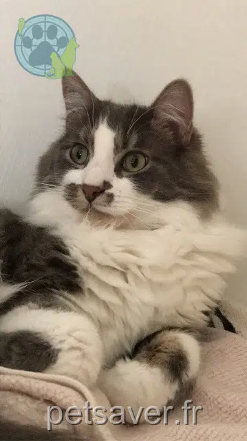 chat lost   18110 Pigny Miou