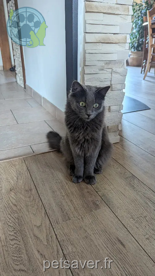 Chat Perdu 18 Cher - Moka Chat Perdu 18 Cher - Moka
