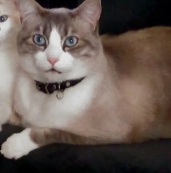 chat lost   18000 Bourges Moogly