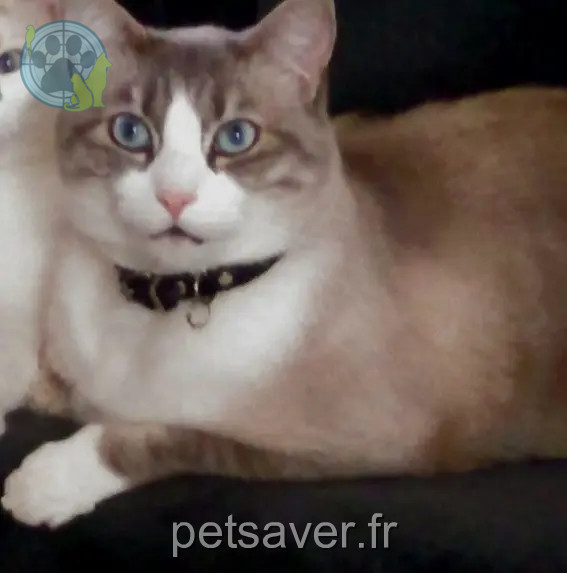 gatto perso 18000 Bourges Moogly gatto lost 18000 Bourges Moogly