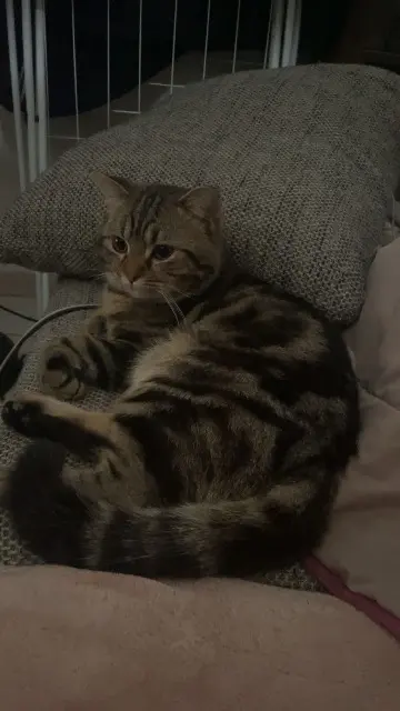 chat lost   18000 Bourges Omar