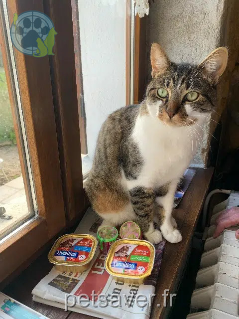gato perdido 18100 Vierzon Oslo gato lost 18100 Vierzon Oslo