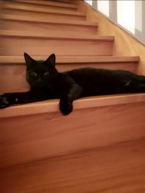 chat lost   18140 Sancergues Ozzy
