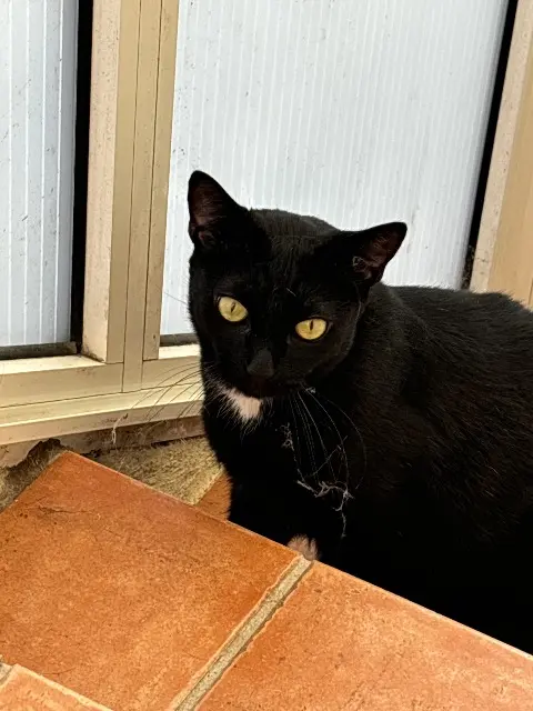 chat lost   18390 Saint-Germain-du-Puy Palerme