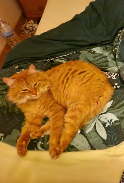 chat lost   18230 Saint-Doulchard Papaye