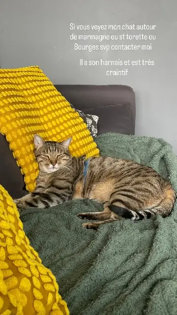 chat lost   18500 Marmagne Patrick