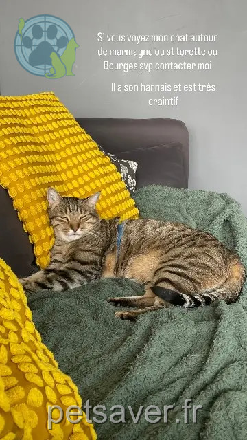 gato perdido 18500 Marmagne Patrick gato lost 18500 Marmagne Patrick