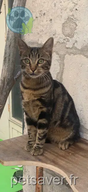 gato lost   18000 Bourges Pepsi