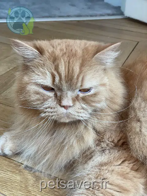 chat lost   18380 Presly Roudoudou