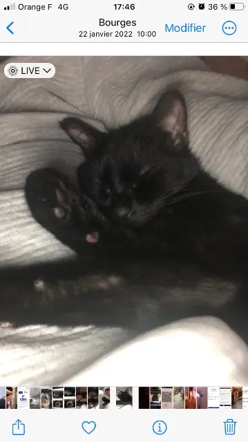 chat lost   18000 Bourges Scar