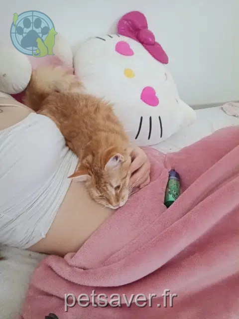 chat lost   18500 Foëcy Simba