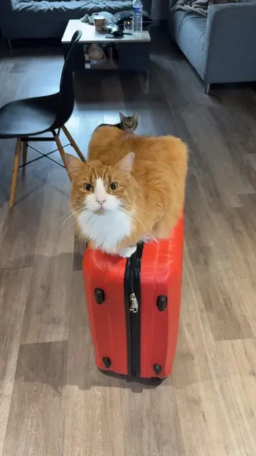 chat lost   18000 Bourges Simba