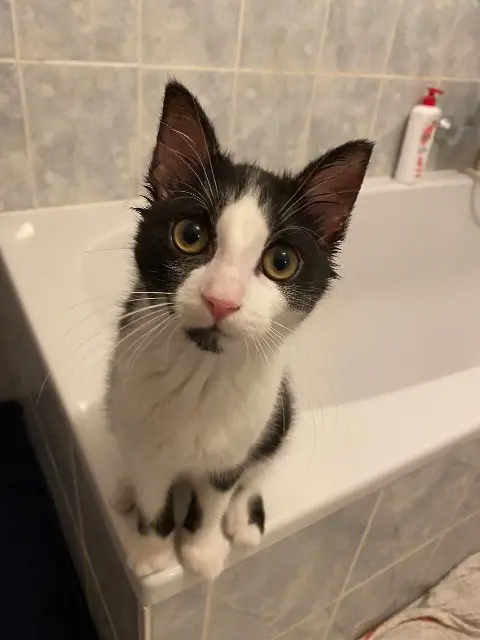 chat lost   18000 Bourges Sirius