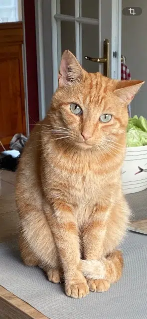 chat lost   18000 Bourges Sirius