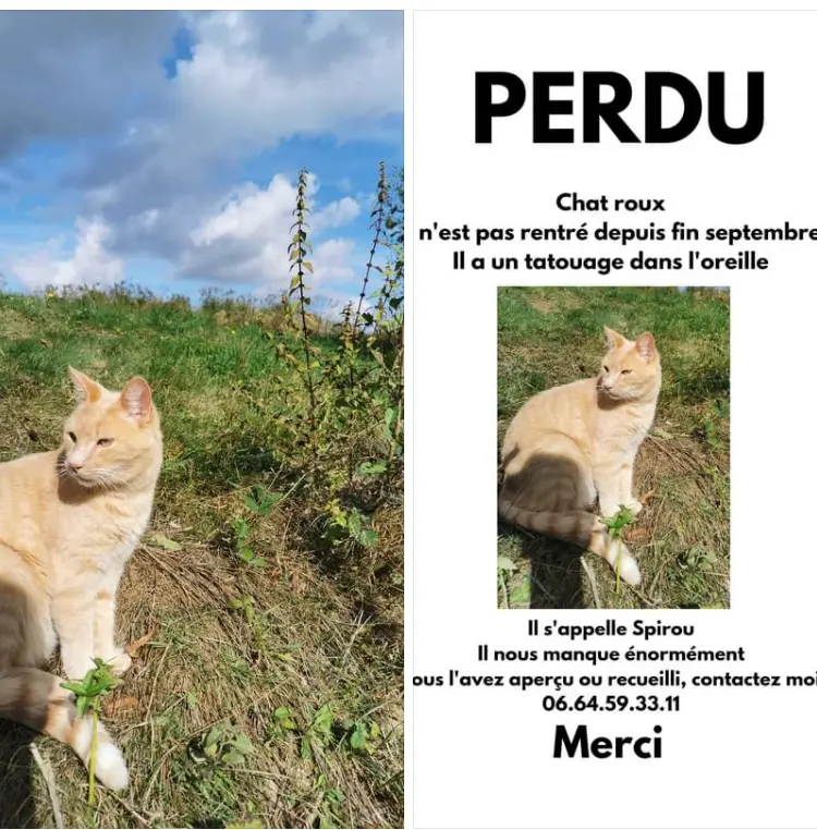 Chat Perdu 18 Cher - Spirou Chat Perdu 18 Cher - Spirou