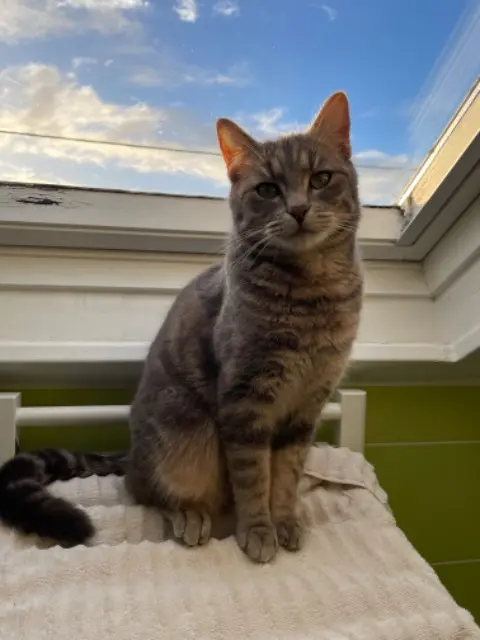 chat lost   18100 Vierzon Squeez