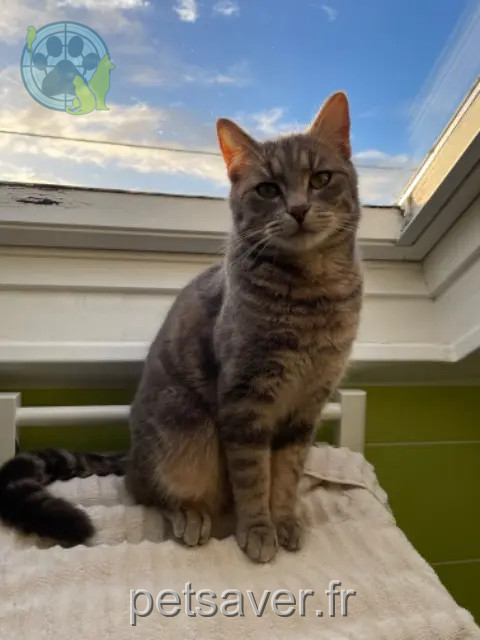 Kater vermisst 18100 Vierzon Squeez Kater lost 18100 Vierzon Squeez