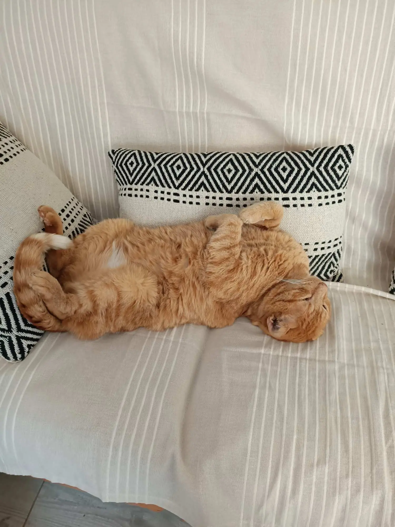 Chat Perdu 18 Cher - Tigrou Chat Perdu 18 Cher - Tigrou